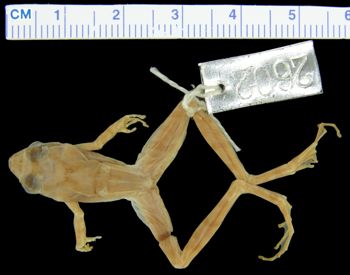 Media type: image; Herpetology A-2602